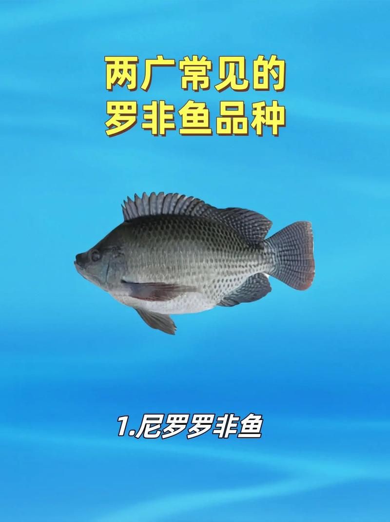 羅非魚(yú)品種及圖片大全，農(nóng)技之家，羅非魚(yú)有哪些品種