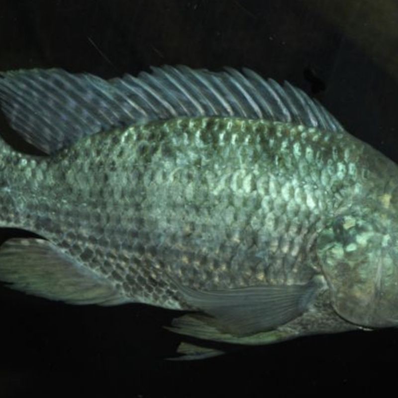 羅非魚(yú)品種及圖片大全，農(nóng)技之家，羅非魚(yú)有哪些品種