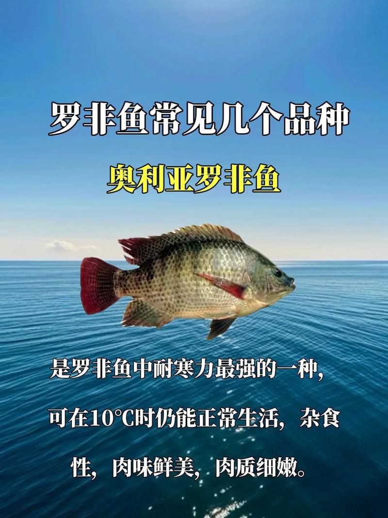 羅非魚(yú)品種及圖片大全，農(nóng)技之家，羅非魚(yú)有哪些品種