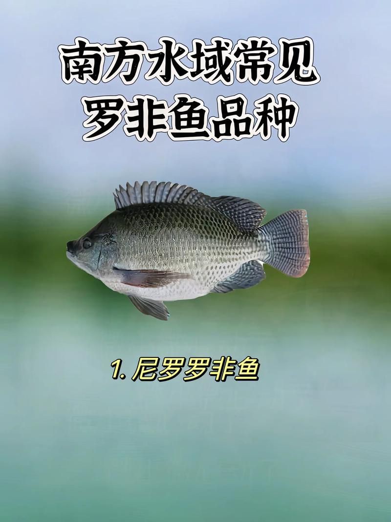 羅非魚(yú)品種及圖片大全，農(nóng)技之家，羅非魚(yú)有哪些品種