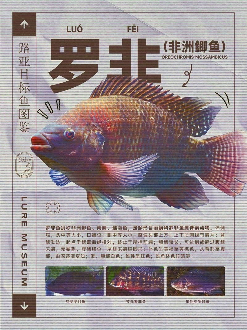 羅非魚(yú)品種及圖片大全，農(nóng)技之家，羅非魚(yú)有哪些品種