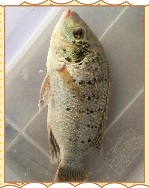 羅非魚(yú)品種及圖片大全，農(nóng)技之家，羅非魚(yú)有哪些品種