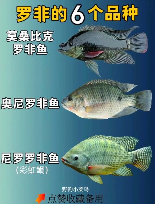 羅非魚(yú)品種及圖片大全，農(nóng)技之家，羅非魚(yú)有哪些品種