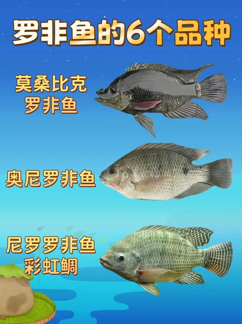 羅非魚(yú)品種及圖片大全，農(nóng)技之家，羅非魚(yú)有哪些品種
