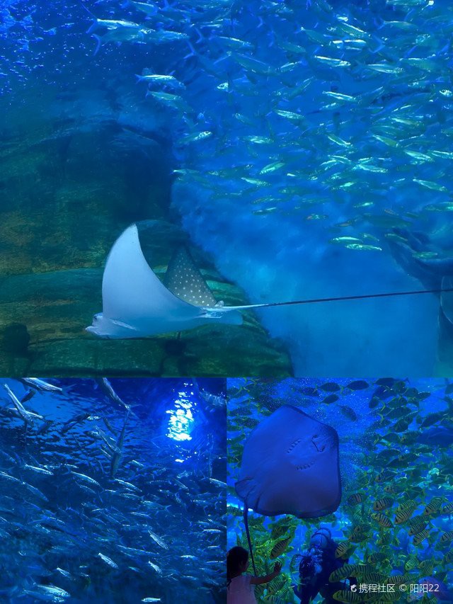 湖里水族店，廈門市湖里區(qū)有哪些水族店