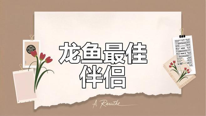 如何選擇適合與紅龍混養的魚？，如何選擇適合與紅龍混養的魚