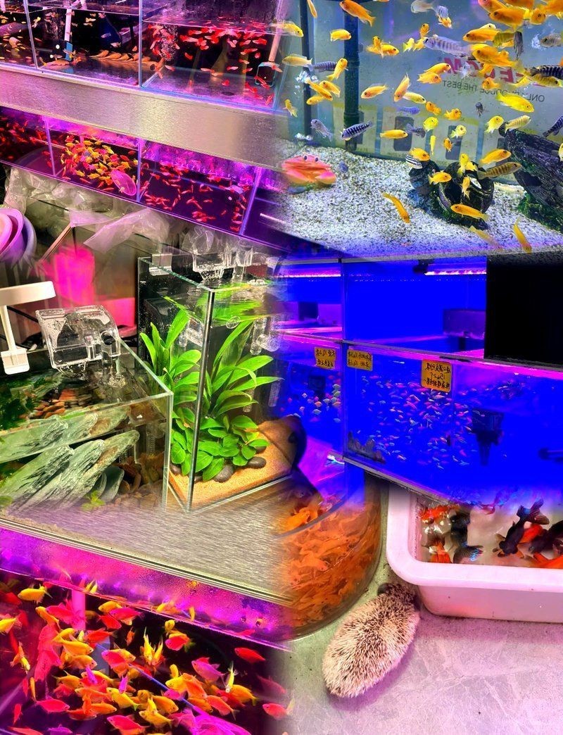 青島水族批發(fā)市場，青島南山花鳥魚蟲市場