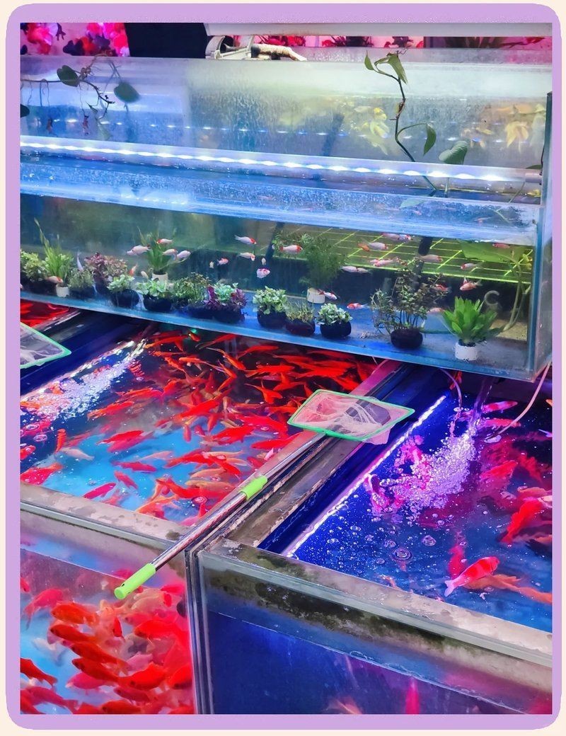 青島水族批發市場，青島南山花鳥魚蟲市場