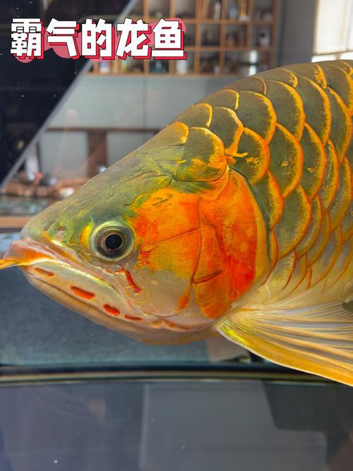 提供100張不同角度的金龍魚圖片，100張不同角度的金龍魚圖片