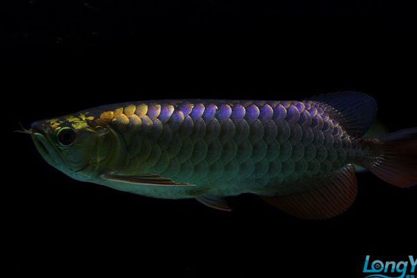 提供100張不同角度的金龍魚圖片，100張不同角度的金龍魚圖片