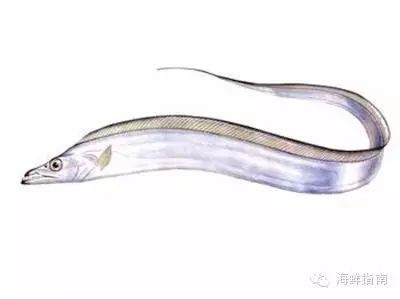 刀魚和帶魚是一種魚嗎，《刀魚和帶魚是一種魚嗎》