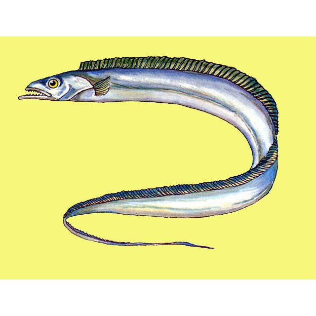 刀魚和帶魚是一種魚嗎，《刀魚和帶魚是一種魚嗎》
