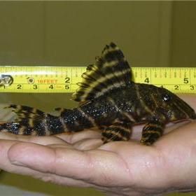 綠皮皇冠豹好養嗎，萬萬沒想到 綠皮皇冠豹好養嗎，萬萬沒想到 龍魚百科 第2張