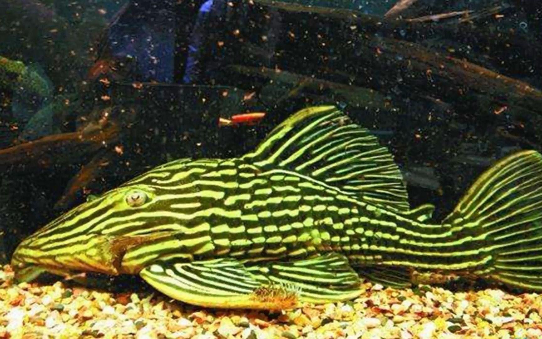 綠皮皇冠豹好養嗎，萬萬沒想到 綠皮皇冠豹好養嗎，萬萬沒想到 龍魚百科 第1張