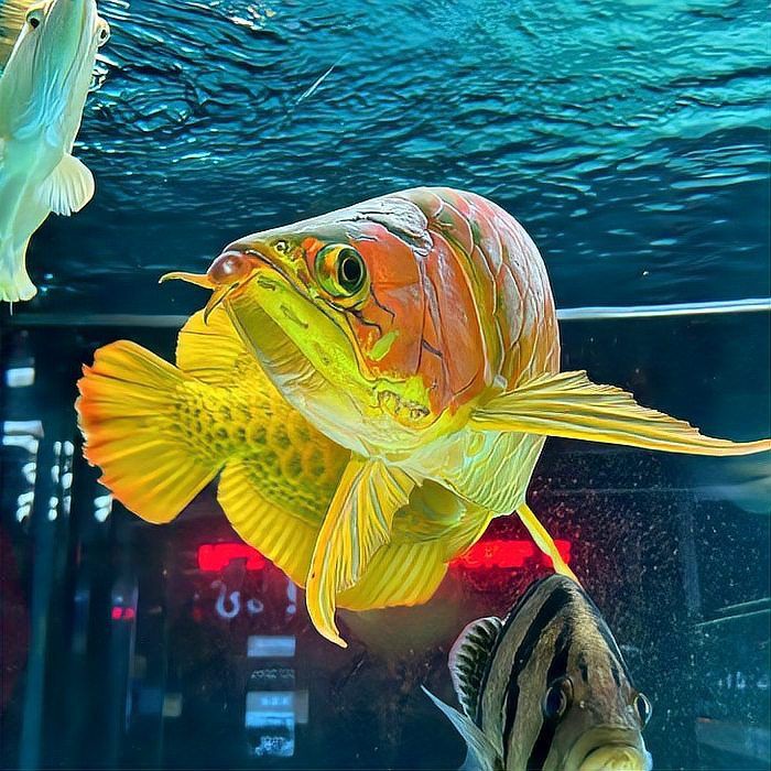 紅龍魚是雜牌子嗎，龍魚水族通知1280批發的通貨紅龍魚真的是天上掉餡餅嗎