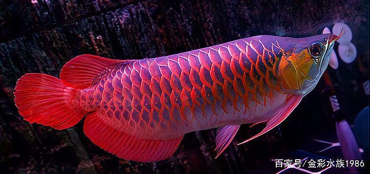 紅龍魚是雜牌子嗎，龍魚水族通知1280批發的通貨紅龍魚真的是天上掉餡餅嗎