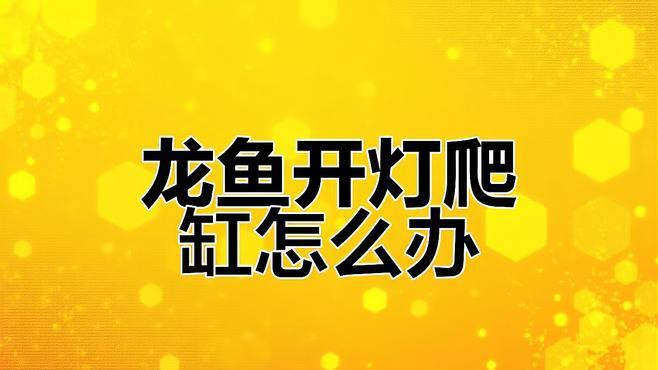 如何預防龍魚白天趴缸？，《如何預防龍魚白天趴缸》龍魚白天趴缸怎么治療呢 如何預防龍魚白天趴缸？，《如何預防龍魚白天趴缸》龍魚白天趴缸怎么治療呢 龍魚論壇 第2張