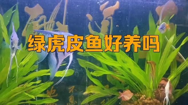 綠虎皮淡水活體魚，綠虎皮淡水活體魚是鯉形目鯉科鲃亞科無須鲃屬的一種人工培育觀賞魚類