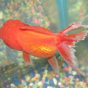 爛尾爛鰭病會傳染嗎？，傳染性爛尾、爛鰭、爛鱗別怕這些藥來幫你保證健康魚不遭殃 爛尾爛鰭病會傳染嗎？，傳染性爛尾、爛鰭、爛鱗別怕這些藥來幫你保證健康魚不遭殃 龍魚百科 第3張