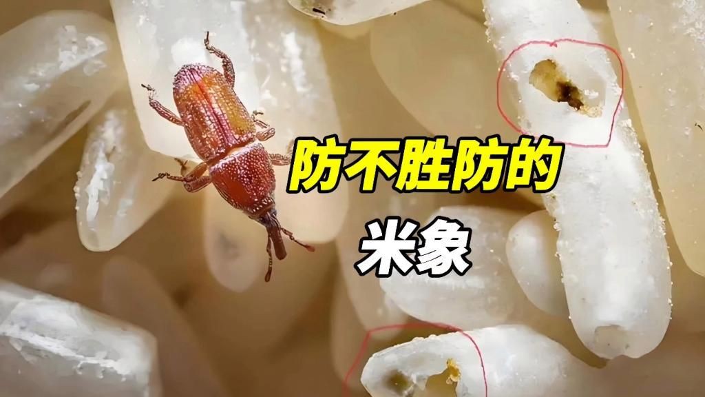 米象蟲，你吃的不是米,是蟲米象蟲的秘密!