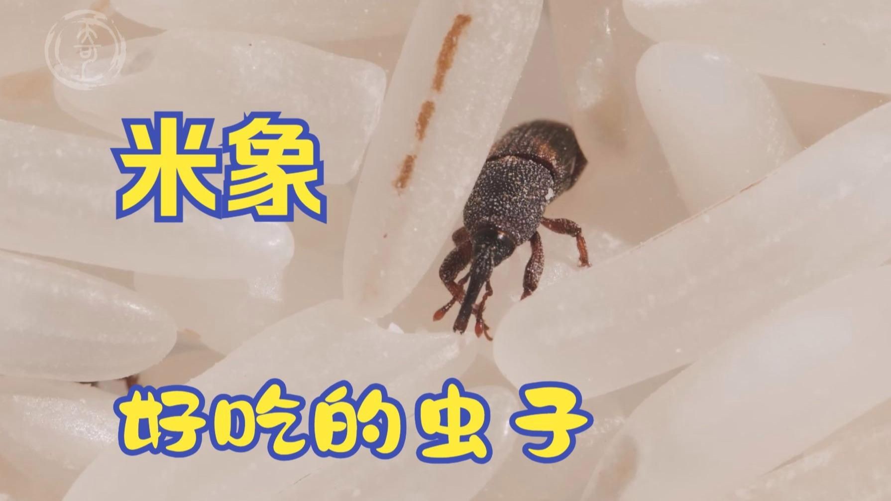 米象蟲，你吃的不是米,是蟲米象蟲的秘密!