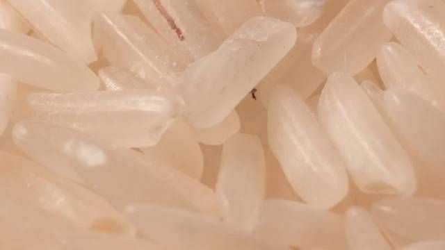 米象蟲，你吃的不是米,是蟲米象蟲的秘密!