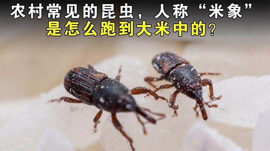 米象蟲，你吃的不是米,是蟲米象蟲的秘密!