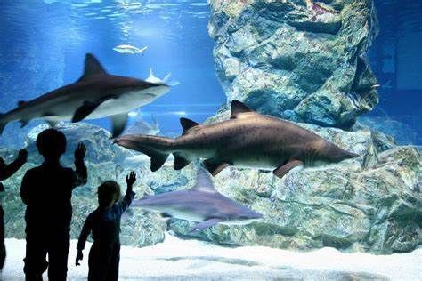 大興安嶺水族店,大興安嶺地區(qū)水族店 全國(guó)水族館企業(yè)名錄 第9張 大興安嶺水族店,大興安嶺地區(qū)水族店 大興安嶺水族店,大興安嶺地區(qū)水族店 全國(guó)水族館企業(yè)名錄 第9張