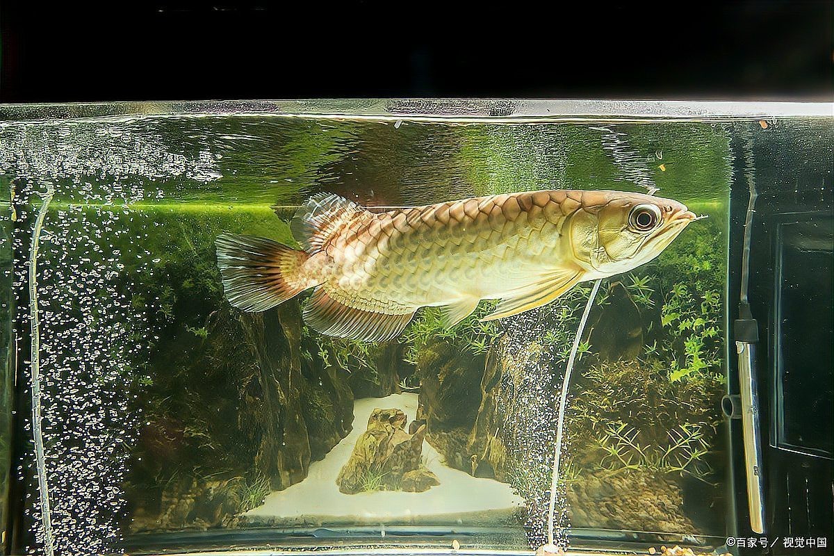 如何判斷龍魚是否錯鱗？，如何判斷龍魚是否錯鱗？龍魚錯鱗會自愈嗎？