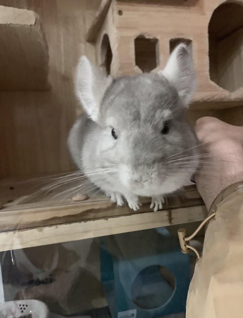 養龍貓的10個忠告，《不要在它胡須上搞事情》