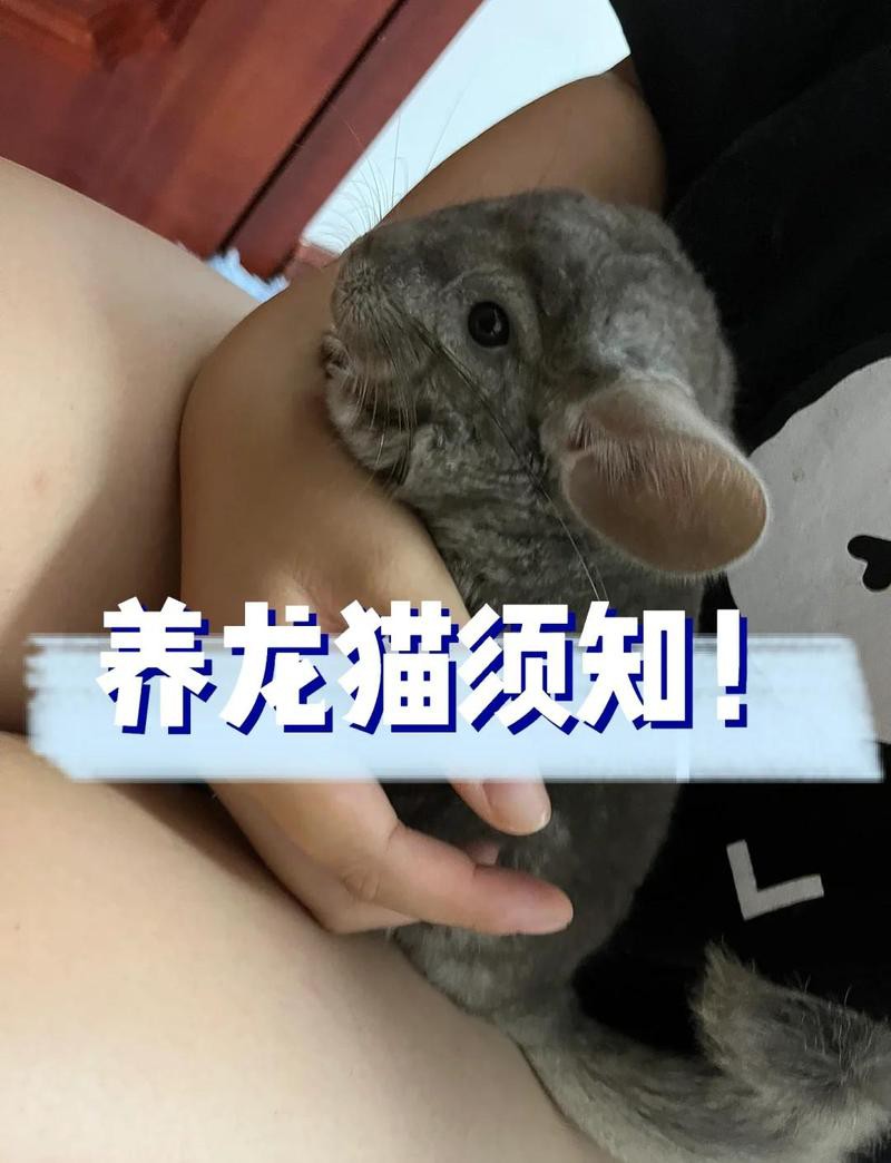 養龍貓的10個忠告，《不要在它胡須上搞事情》