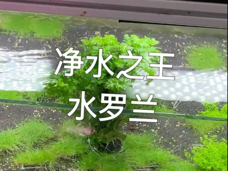 如何選擇適合龍魚缸的水草品種？，如何選擇適合龍魚缸的水草品種