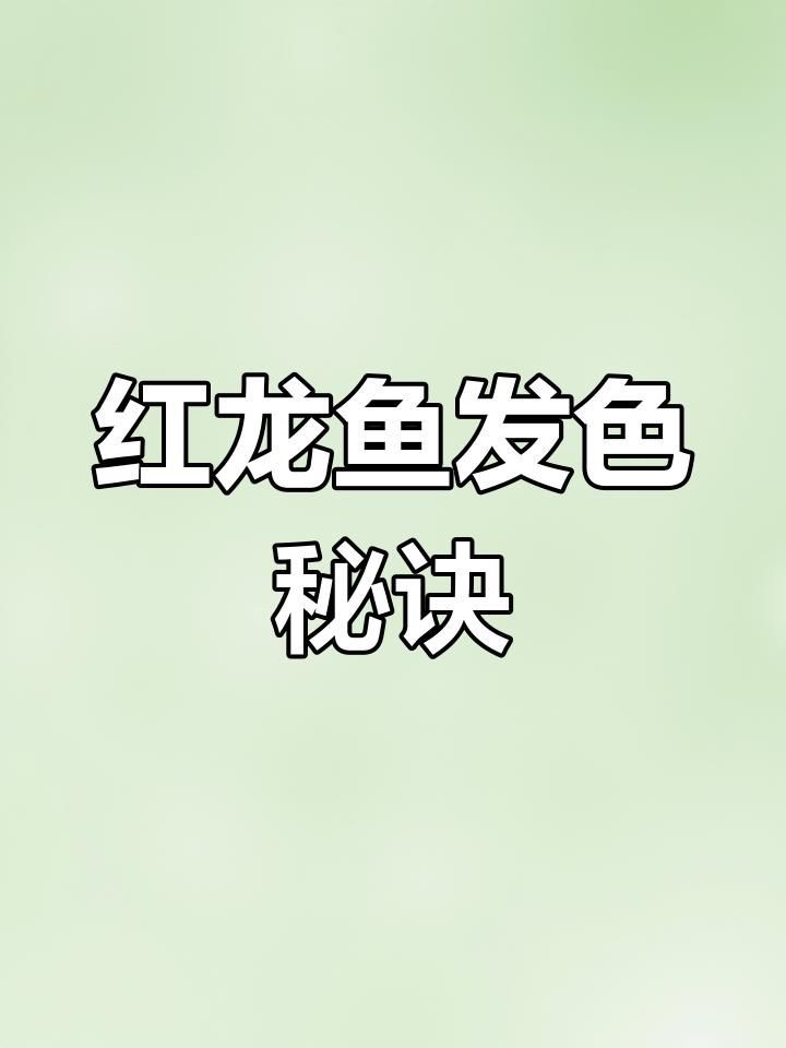紅龍魚發(fā)色過程需要多久？，嗶哩嗶哩嗶哩嗶哩嗶哩嗶哩嗶哩紅龍魚發(fā)色技巧大揭秘