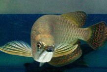 星點龍魚長大后需要多大的魚缸？，星點龍魚長大后所需魚缸
