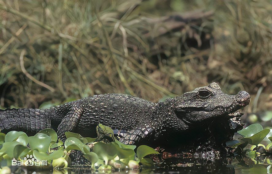 十大巨型鱷魚排行榜，世界十大巨型鱷魚排行榜