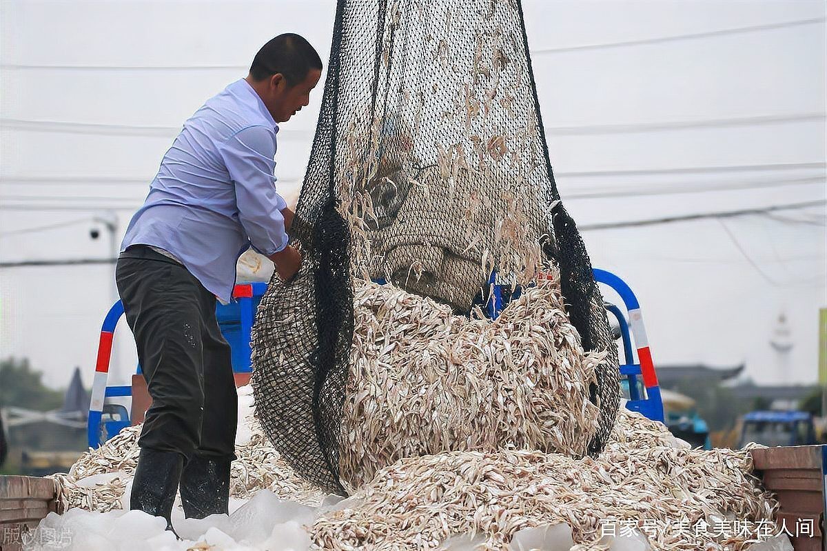 刀魚和毛刀魚的區(qū)別，刀魚和毛刀魚的區(qū)別，刀魚和毛刀魚的區(qū)別小駿育見 刀魚和毛刀魚的區(qū)別，刀魚和毛刀魚的區(qū)別，刀魚和毛刀魚的區(qū)別小駿育見 龍魚論壇 第1張