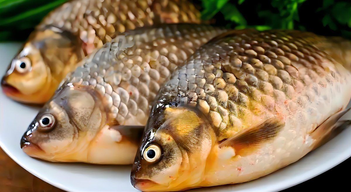 玫瑰鯽魚會自己繁殖嗎，玫瑰鯽魚怎么繁殖