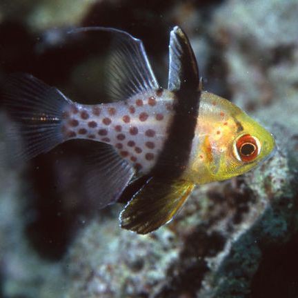 玫瑰鯽魚會自己繁殖嗎，玫瑰鯽魚怎么繁殖