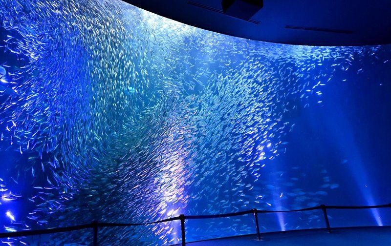 國家水族館名單查詢系統，國家水族館名單查詢