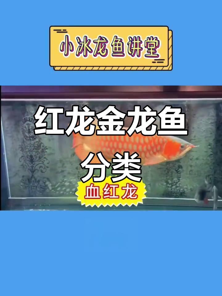 紅龍品種分類，紅龍魚品種大揭秘:辣椒、血紅與橙紅龍的差異與特征 紅龍品種分類，紅龍魚品種大揭秘:辣椒、血紅與橙紅龍的差異與特征 龍魚百科 第1張