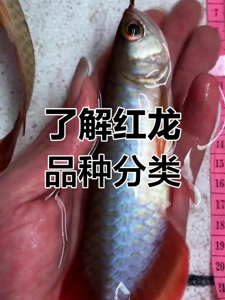 紅龍品種分類，紅龍魚品種大揭秘:辣椒、血紅與橙紅龍的差異與特征 紅龍品種分類，紅龍魚品種大揭秘:辣椒、血紅與橙紅龍的差異與特征 龍魚百科 第2張