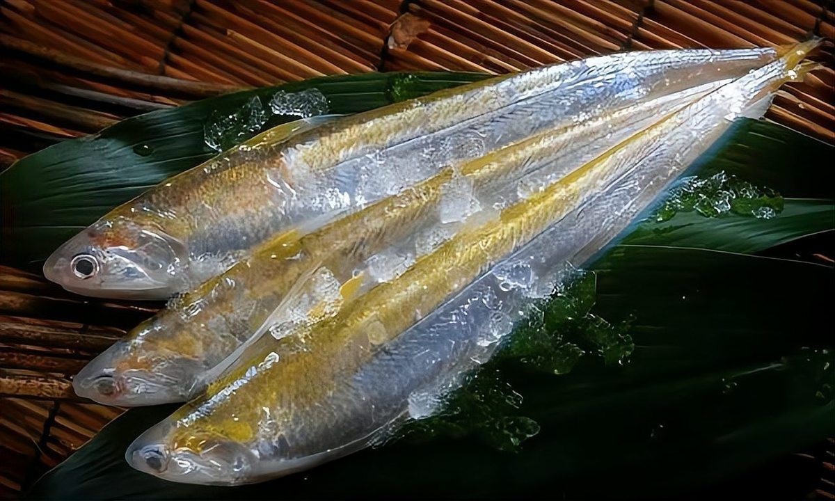 十大最貴淡水魚排名，中國十大最貴淡水魚排名 十大最貴淡水魚排名，中國十大最貴淡水魚排名 龍魚論壇 第2張