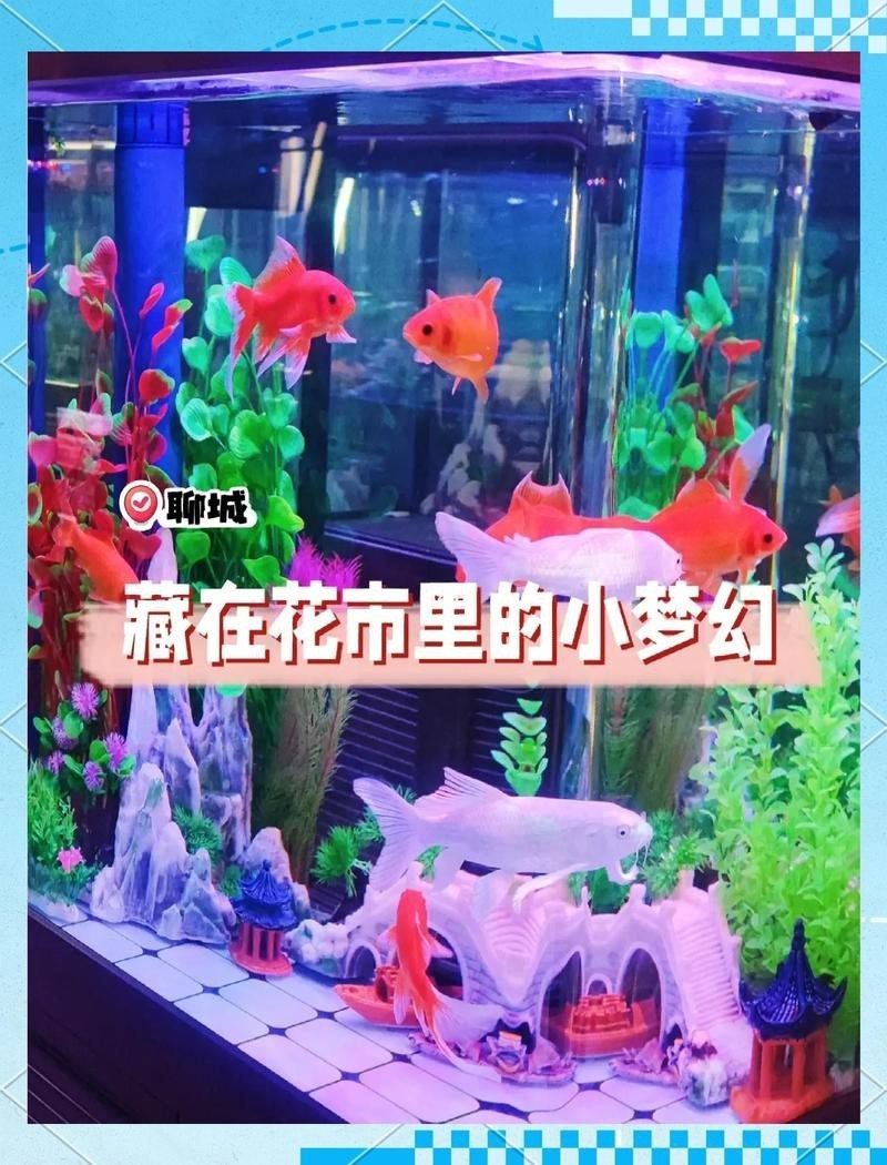 聊城水族店，聊城東昌府區(qū)彩魚水族館愛企查聊城水族批發(fā)市場在哪里