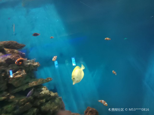 聊城水族店，聊城東昌府區(qū)彩魚水族館愛企查聊城水族批發(fā)市場在哪里
