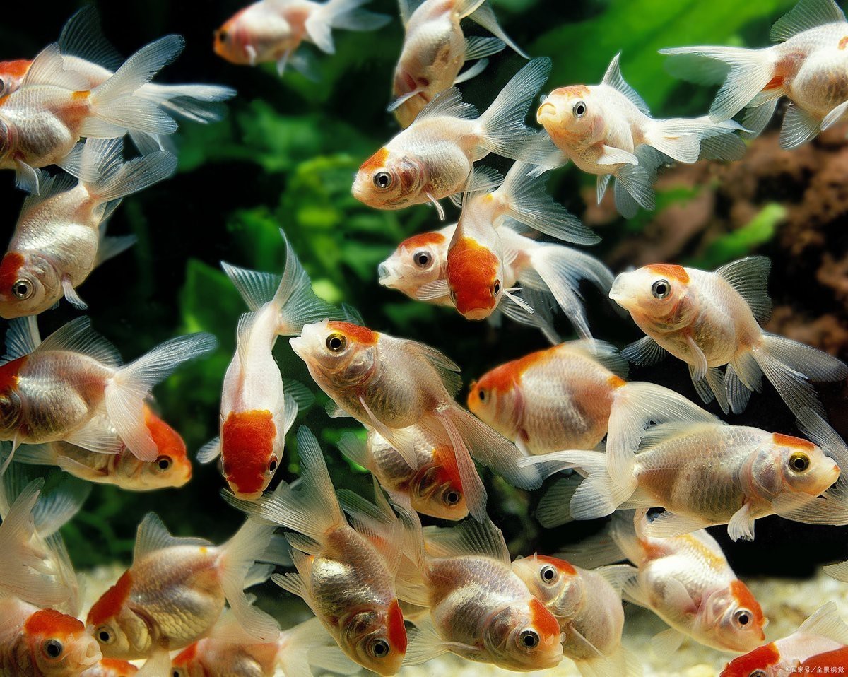 40公分金龍魚喂什么食物最好？，40公分金龍魚喂什么食物最好金龍魚喂什么最好 40公分金龍魚喂什么食物最好？，40公分金龍魚喂什么食物最好金龍魚喂什么最好 龍魚論壇 第4張