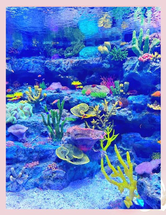 福州水族店，福州擁有多家特色水族店為市民提供了豐富的觀賞魚及水族用品選擇