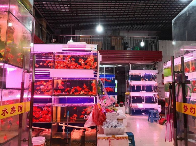 福州水族店，福州擁有多家特色水族店為市民提供了豐富的觀賞魚及水族用品選擇