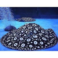 福州水族店，福州擁有多家特色水族店為市民提供了豐富的觀賞魚及水族用品選擇