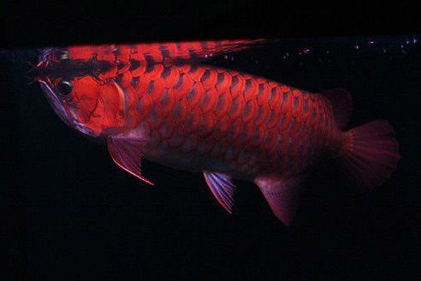 紅龍魚多久喂一次？，“風(fēng)水魚”——紅龍魚的養(yǎng)護(hù)知識(shí)詳解