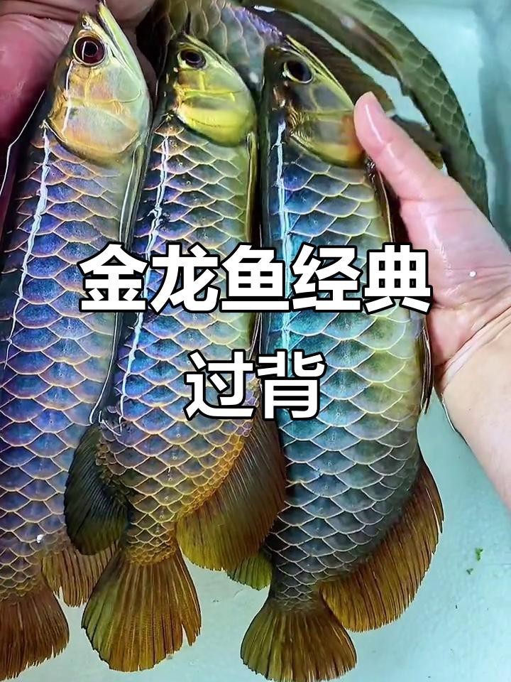 如何區分古典金龍和現代金龍？，zili古典金龍魚如何分辨等級高低 如何區分古典金龍和現代金龍？，zili古典金龍魚如何分辨等級高低 龍魚百科 第9張